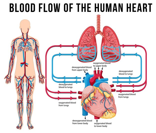 Diagrama que muestra el flujo sanguíneo del corazón humano