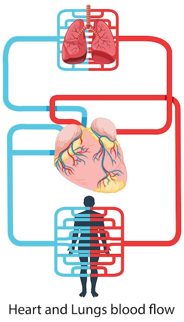 Diagrama que muestra el flujo sanguíneo del corazón humano