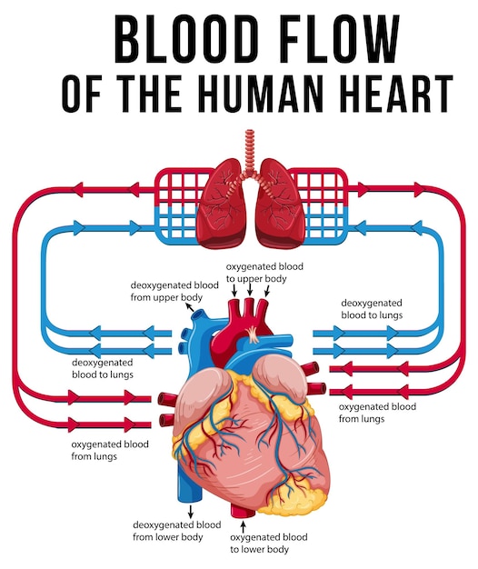 Diagrama que muestra el flujo sanguíneo del corazón humano