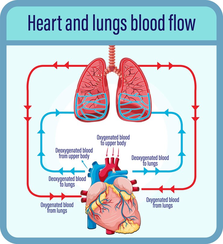 Vector gratuito diagrama que muestra el flujo sanguíneo del corazón humano