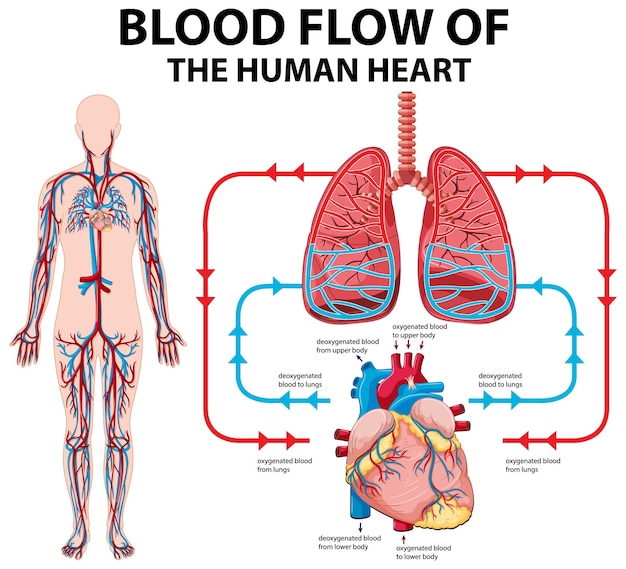 Diagrama que muestra el flujo sanguíneo del corazón humano