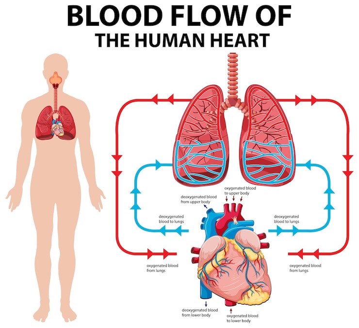 Vector gratuito diagrama que muestra el flujo sanguíneo del corazón humano