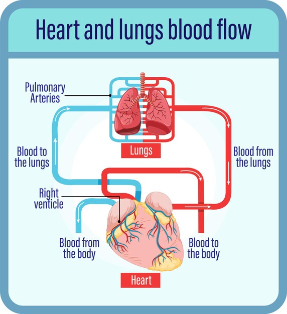 Diagrama que muestra el flujo sanguíneo del corazón humano