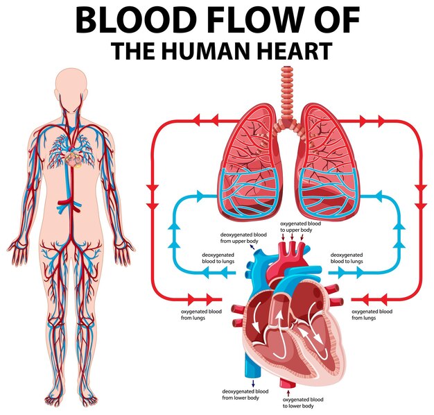 Diagrama que muestra el flujo sanguíneo del corazón humano