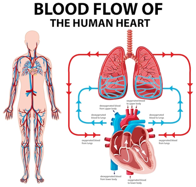 Diagrama que muestra el flujo sanguíneo del corazón humano