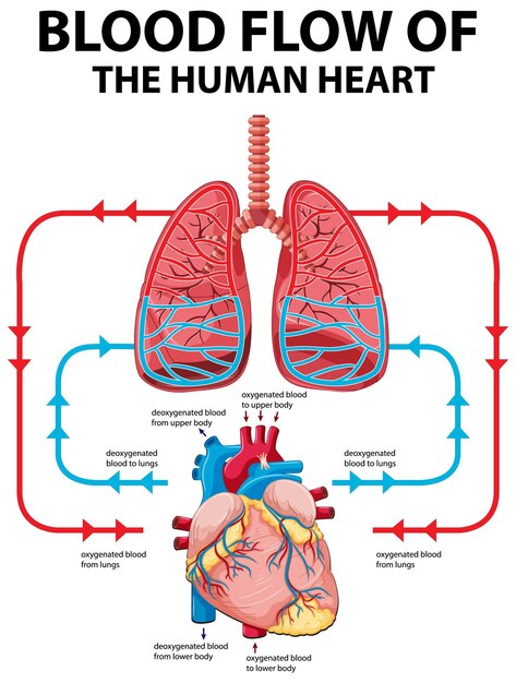 Diagrama que muestra el flujo sanguíneo del corazón humano