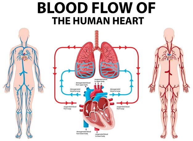 Diagrama que muestra el flujo sanguíneo del corazón humano