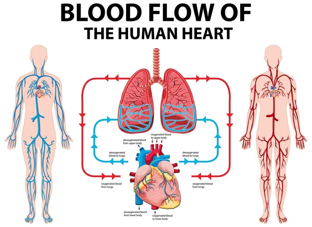 Diagrama que muestra el flujo sanguíneo del corazón humano