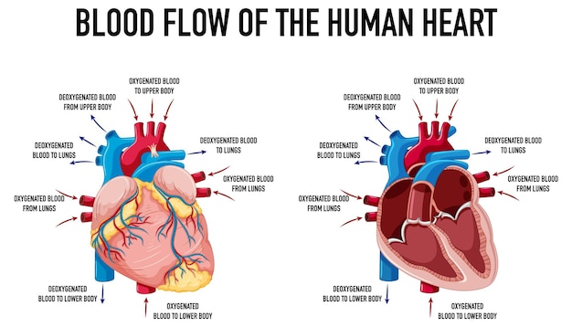 Vector gratuito diagrama que muestra el flujo sanguíneo del corazón humano