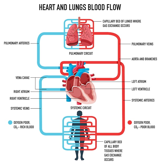Diagrama que muestra el flujo sanguíneo del corazón y los pulmones