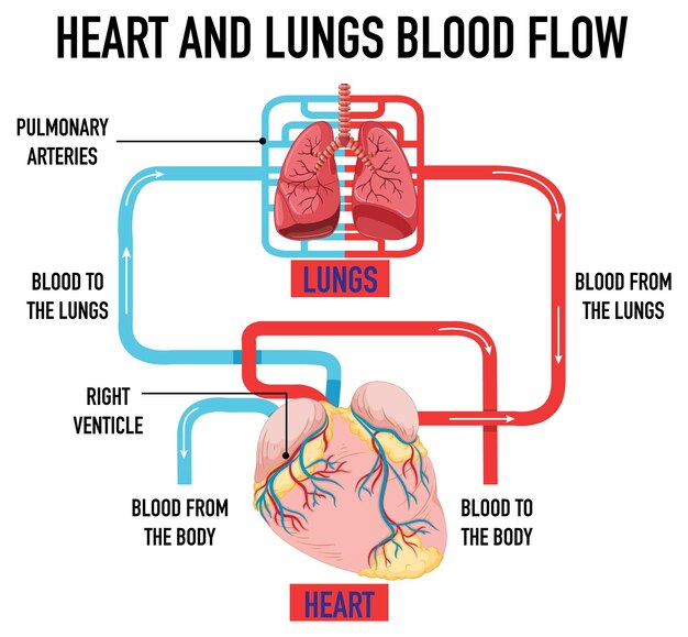 Diagrama que muestra el flujo sanguíneo del corazón y los pulmones