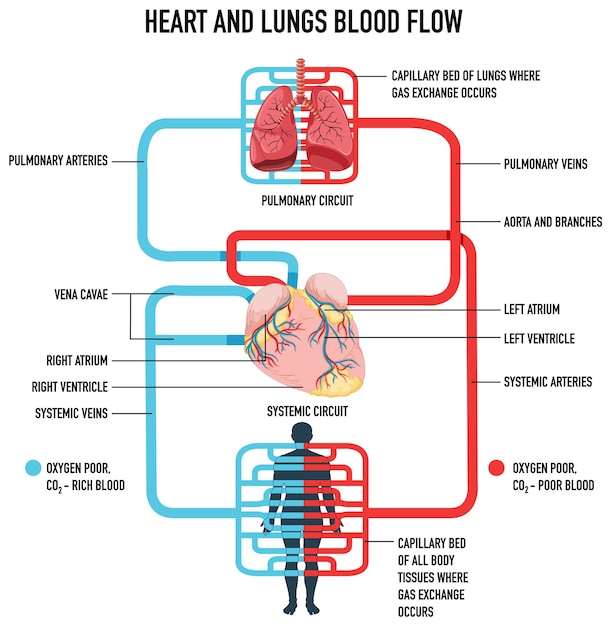 Diagrama que muestra el flujo sanguíneo del corazón y los pulmones