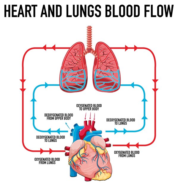Diagrama que muestra el flujo sanguíneo del corazón y los pulmones