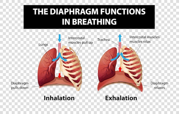 Diagrama que muestra las funciones del diafragma en la respiración sobre un fondo transparente