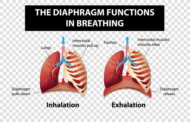 Diagrama que muestra las funciones del diafragma en la respiración sobre un fondo transparente