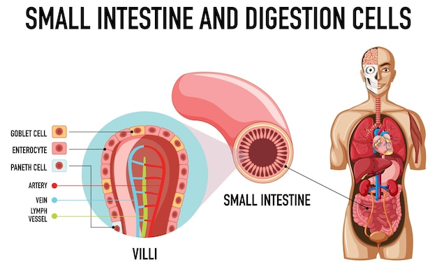 Diagrama que muestra el intestino delgado y las células de digestión