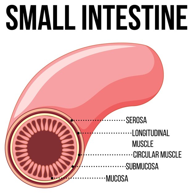 Diagrama que muestra el intestino delgado