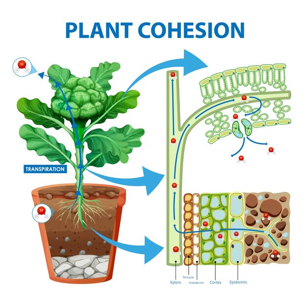 Diagrama que muestra el movimiento del agua en las plantas.