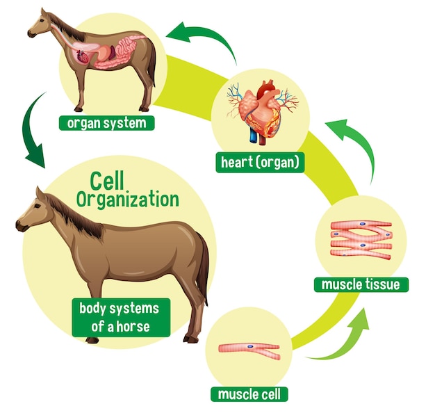 Vector gratuito diagrama que muestra la organización celular en un caballo.