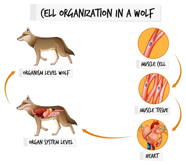Diagrama que muestra la organización celular en un lobo.