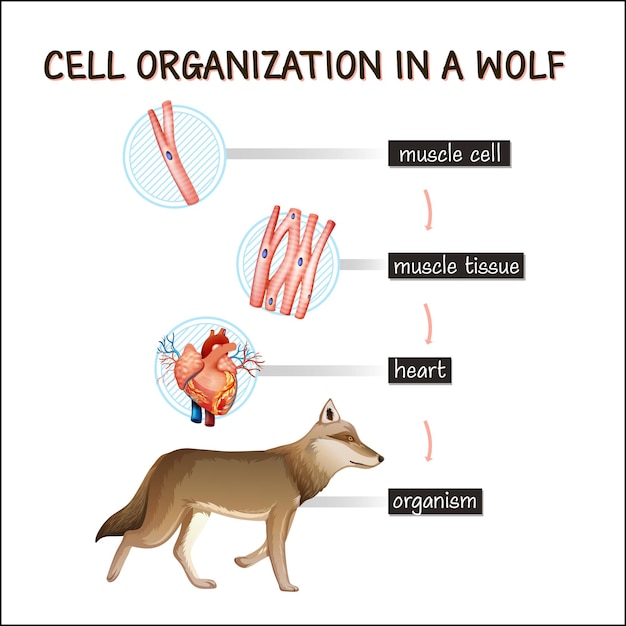 Diagrama que muestra la organización celular en un lobo.