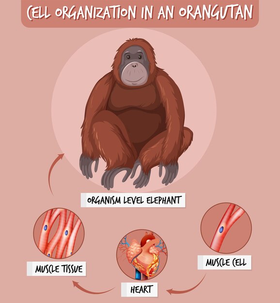 Diagrama que muestra la organización celular en un orangután