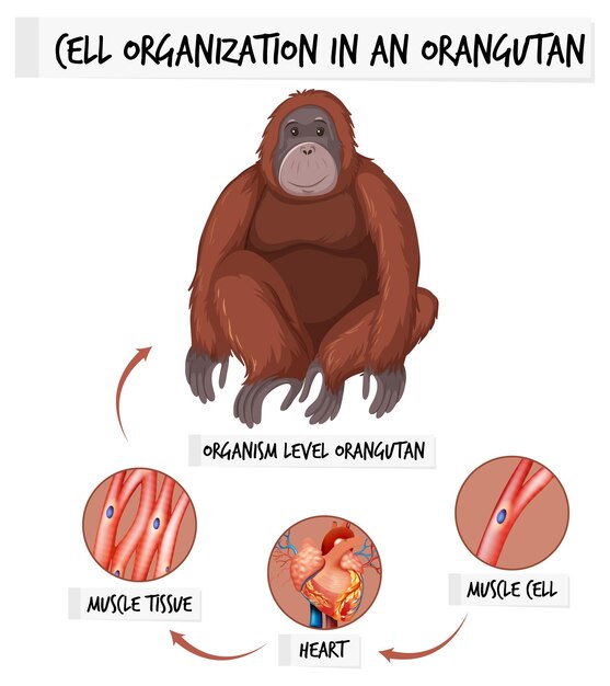 Diagrama que muestra la organización celular en un orangután