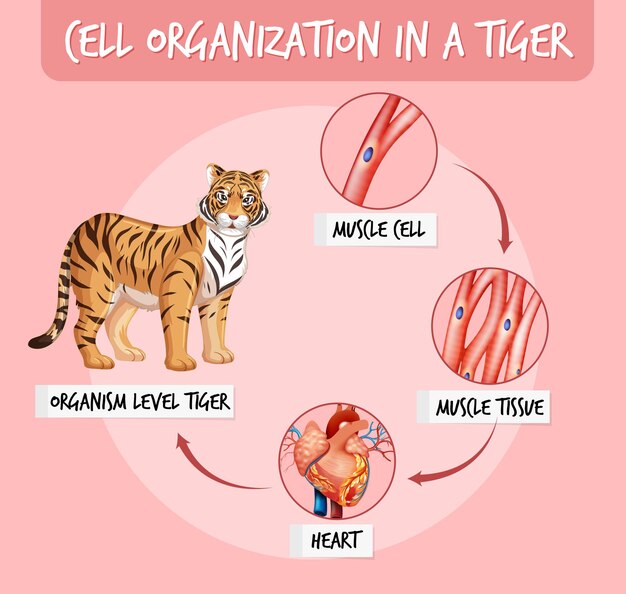 Diagrama que muestra la organización celular en un tigre.