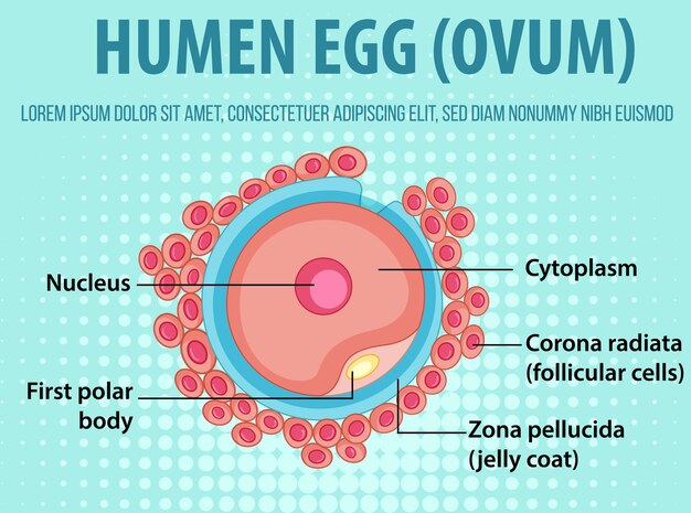 Diagrama que muestra el óvulo humano