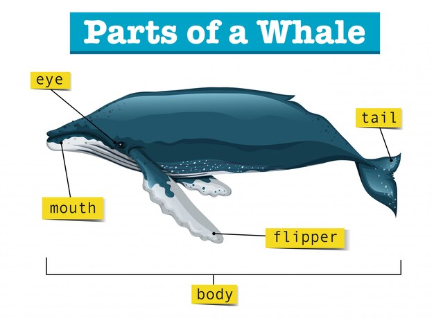 Diagrama que muestra partes de ballena