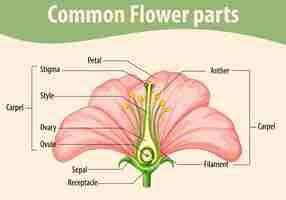 Vector gratuito diagrama que muestra las partes comunes de las flores