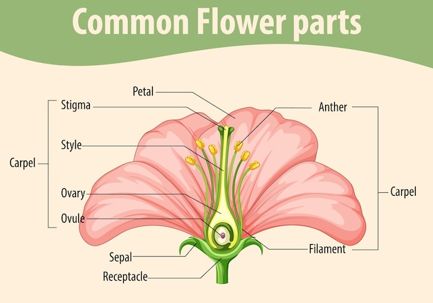 Diagrama que muestra las partes comunes de las flores