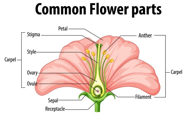Diagrama que muestra las partes comunes de las flores