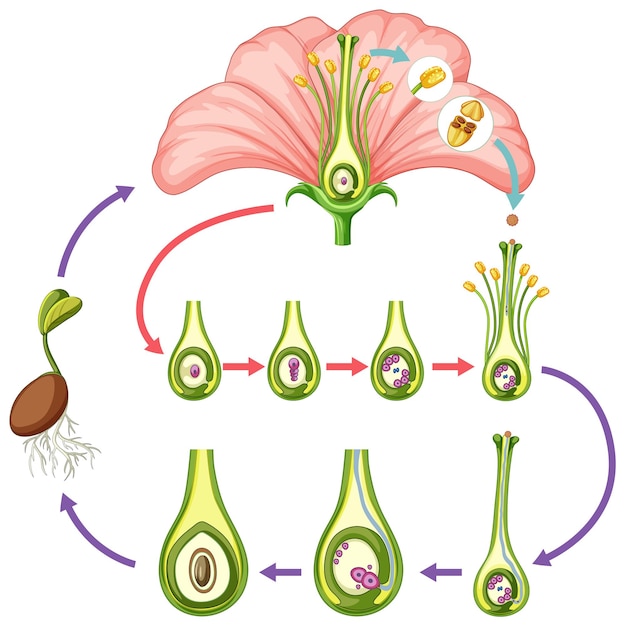 Vector gratuito diagrama que muestra partes de la flor.