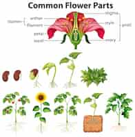 Vector gratuito diagrama que muestra partes de flores comunes sobre fondo blanco.