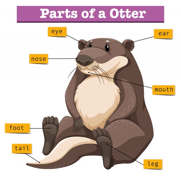 Diagrama que muestra partes de nutria