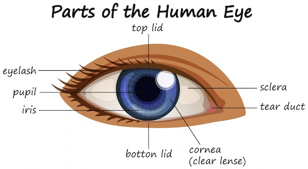Diagrama que muestra partes del ojo humano