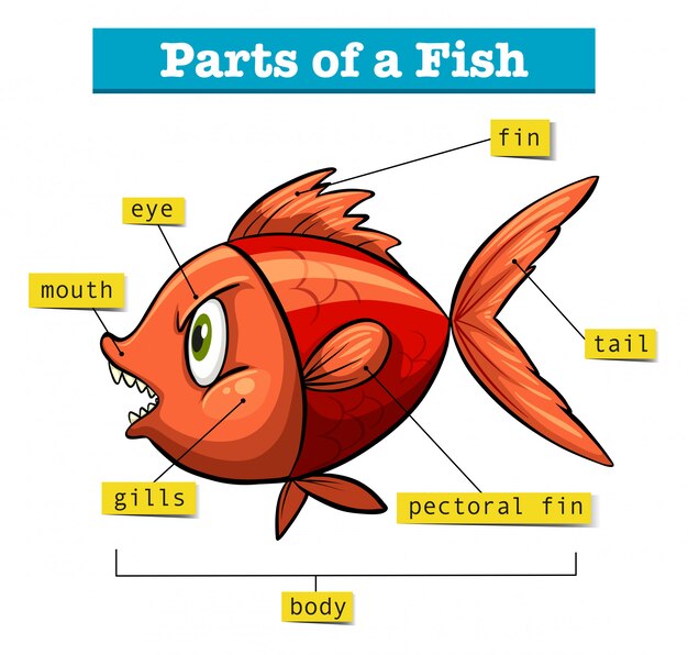 Diagrama que muestra partes de peces
