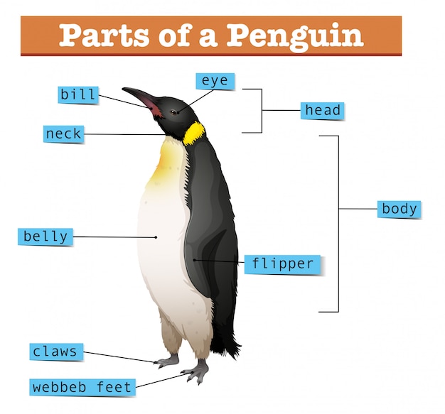 Diagrama que muestra partes de pingüino