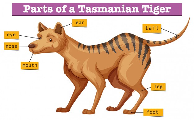 Diagrama que muestra partes del tigre de Tasmania