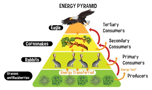 Diagrama que muestra la pirámide de energía para la educación.