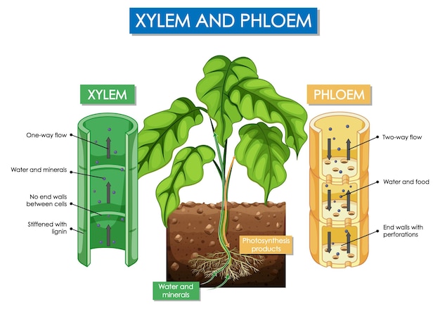 Diagrama que muestra la planta de xilema y floema