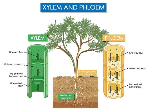 Diagrama que muestra la planta de xilema y floema