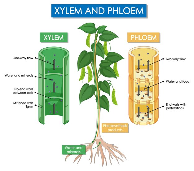 Diagrama que muestra la planta de xilema y floema