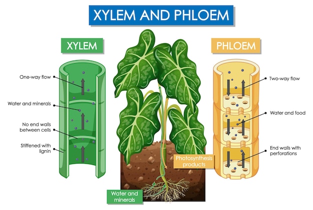 Diagrama que muestra la planta de xilema y floema