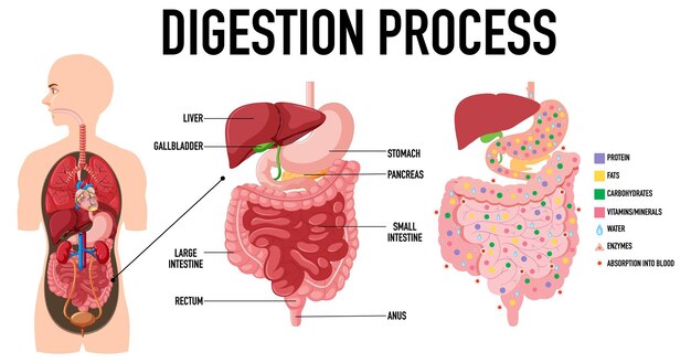 Diagrama que muestra el proceso de digestión