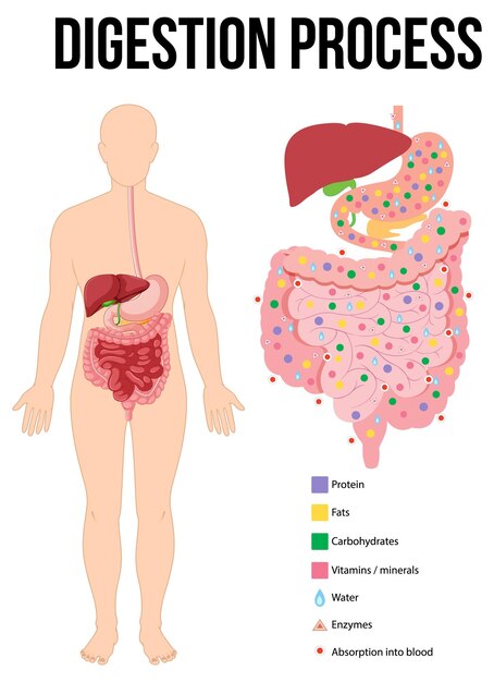 Diagrama que muestra el proceso de digestión