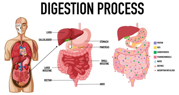 Diagrama que muestra el proceso de digestión