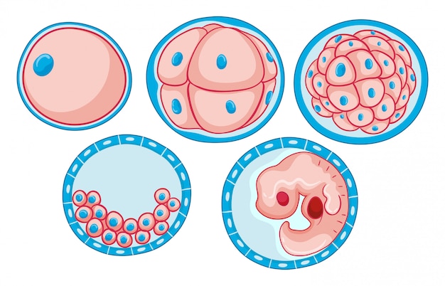 Vector gratuito diagrama que muestra el proceso de embrión en crecimiento