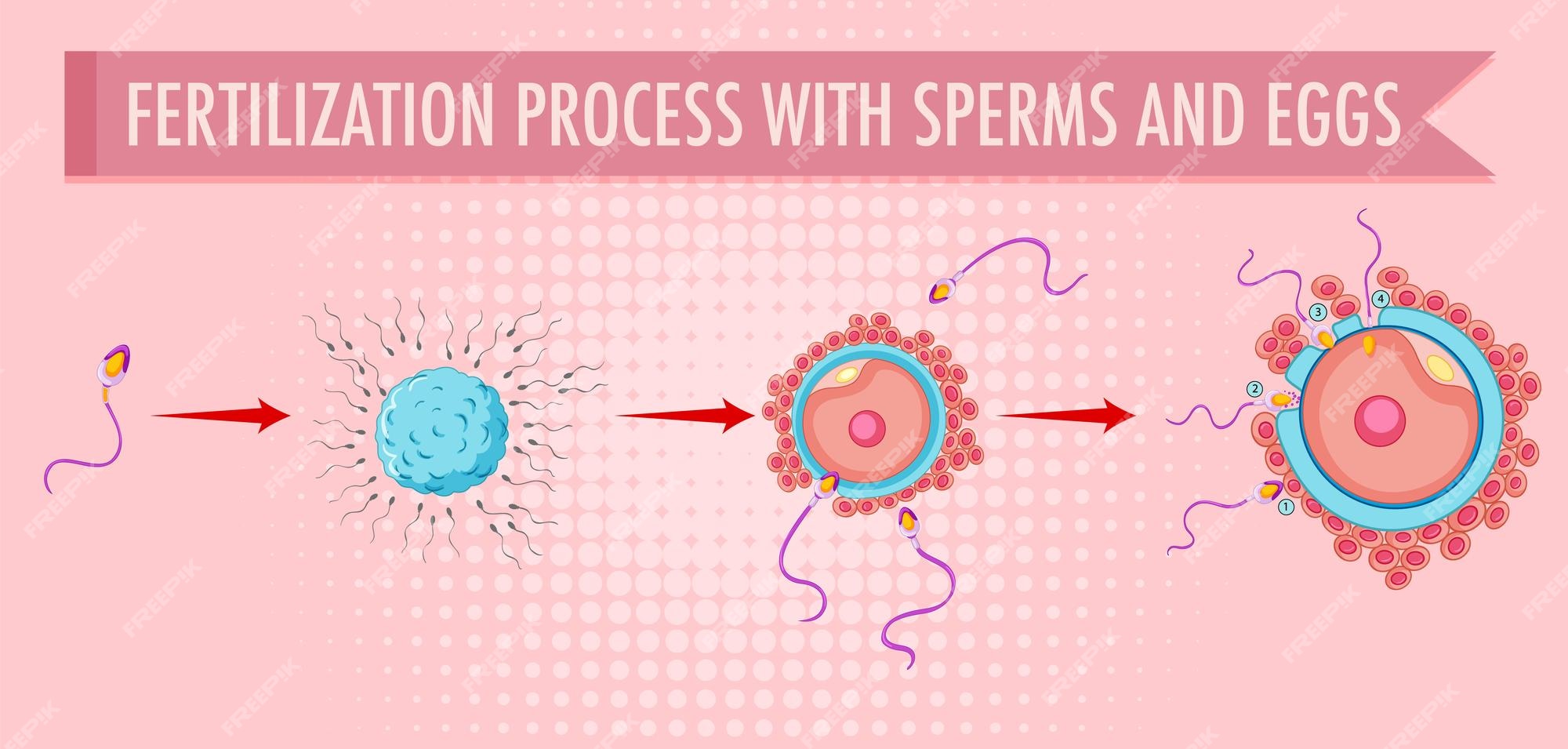 Diagrama que muestra el proceso de fertilización con espermatozoides y  óvulos | Vector Gratis